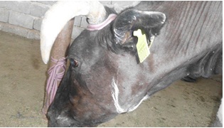 ترقيم (91) الف  رأس من الحيوانات ضمن مشروع ترقيم الثروة الحيوانية  في كربلاء
وتجهيز أكثر من (4220) طنا من الأعلاف