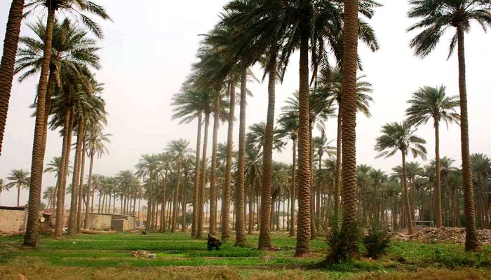 كربلاء :أراضي ناحية الخيرات تتعرض للتجريف الجائر