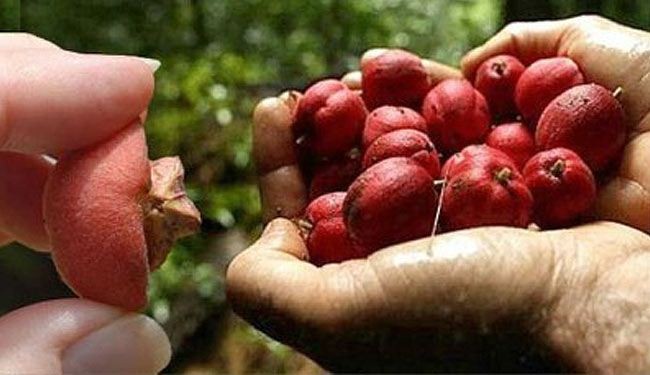 وداعاً للسرطان.. فاكهة أسترالية تقضي عليه بـ"أربع ساعات" فقط!