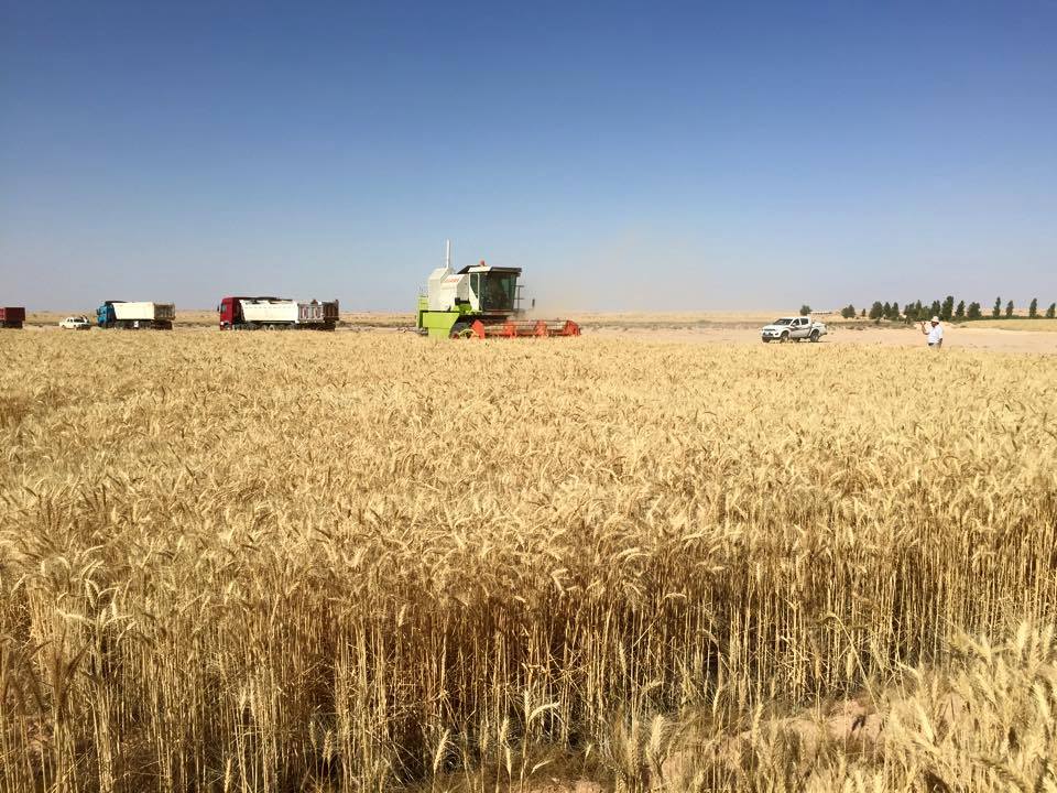 زراعة كربلاء : تسويق أكثر من 11 ألف طن من الحنطة في كربلاء