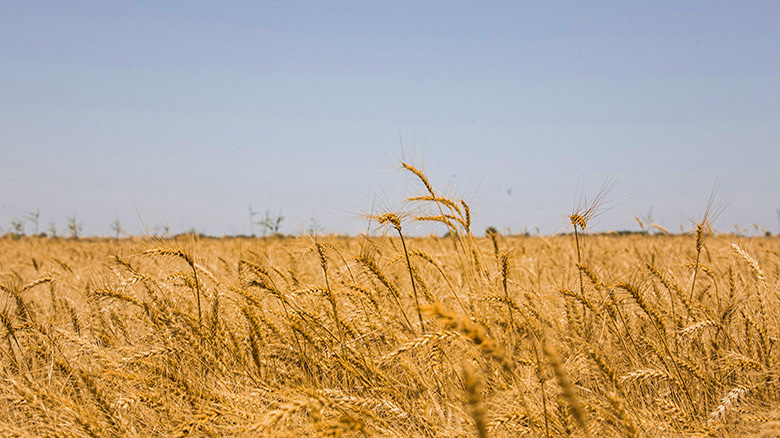 بالفيديو: العتبة الحسينية تحوّل صحراء كربلاء الى مزارع واسعة للمحاصيل الاستراتيجية