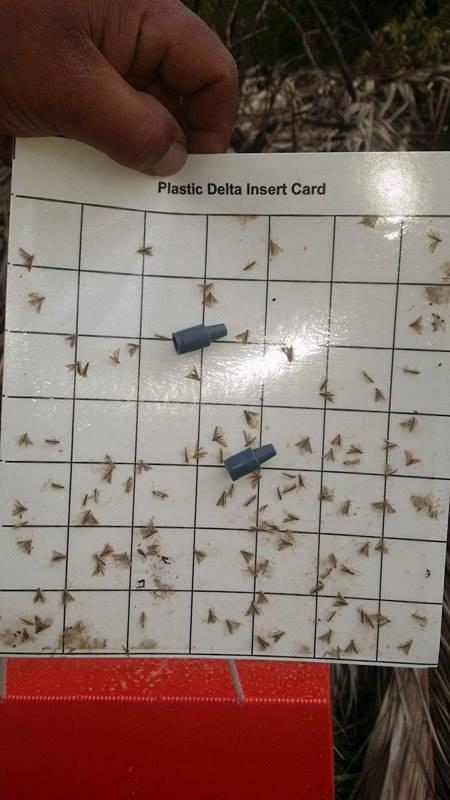 زراعة كربلاء: البدء بحملة لمكافحة حشرة الحميرة على اشجار النخيل