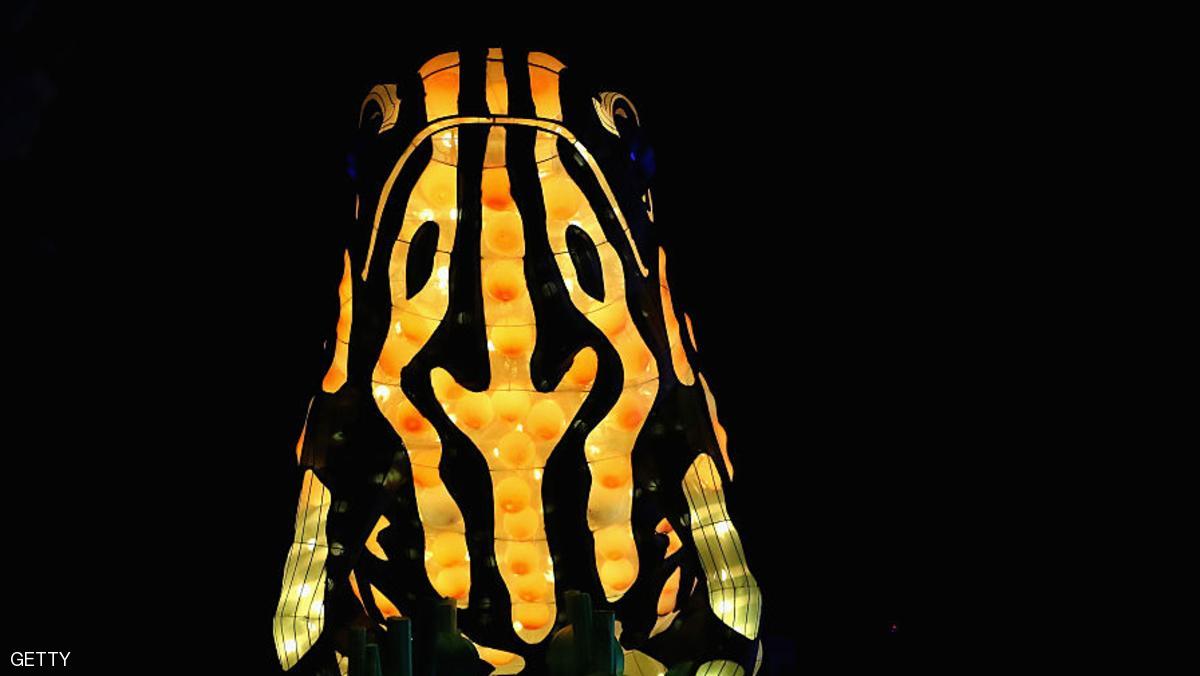 بالصورة: العثور على ضفدع "مضيء" بأستراليا