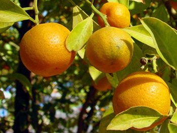 مكافحة 2500 دونم من الأراضي المزروعة بأشجار الحمضيات البالغة 3221 دونما في كربلاء