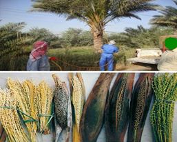 الانتهاء حملة لمكافحة (13500) دونم من مرض خياس طلع النخيل في كربلاء