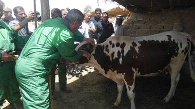 ولادة عجول بعملية زراعة جنين مستورد لأول مرة في العراق