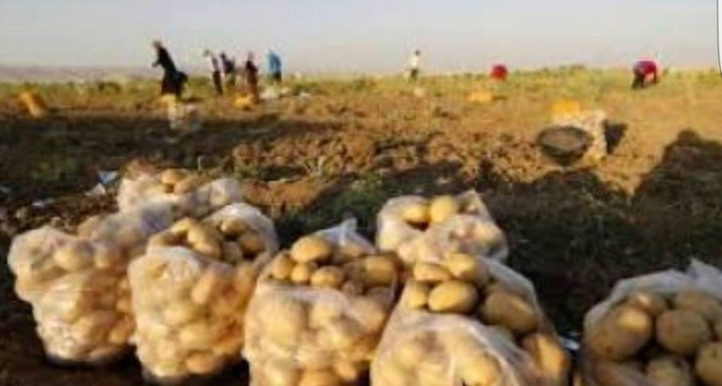 وزارة الزراعة تمنع استيراد محصولي البطاطا والخيار دعما للمنتج الوطني