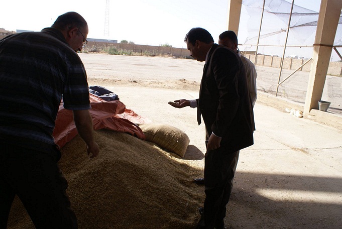 كربلاء تسوق 3 الاف و500 طن من محصول الحنطة والشعير وتوقعات بزيادة الإنتاج الى ضعف العام الماضي