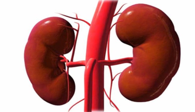 7 عادات يومية تدمر الكلى من دون علمك.. فما هي؟
