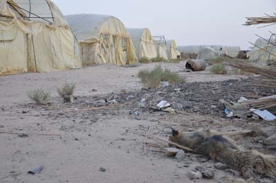 اطلال مبادرات التمنية الزراعية في كربلاء (مصور)