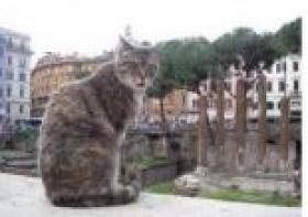 هرّ... ينقّب عن آثار