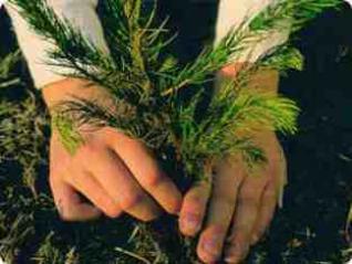 تشجير طريق (يا حسين) بين النجف وكربلاء بالنخيل والزيتون