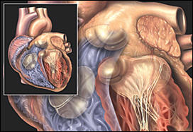 الطقس البارد ربما يزيد حالات الوفاة بسبب أمراض القلب