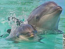 بحرية بريطانيا تنفي مسؤوليتها عن "انتحار جماعي" للدلافين