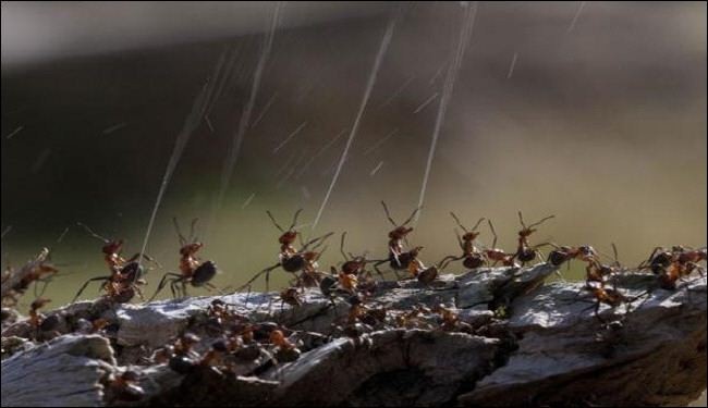 شاهد كيف يدافع النمل عن نفسه من الطيور المفترسة؟