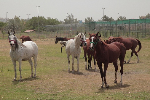 امانة بغداد تضع خطة لزيادة الخيول العربية ضمن برنامج تدريبي