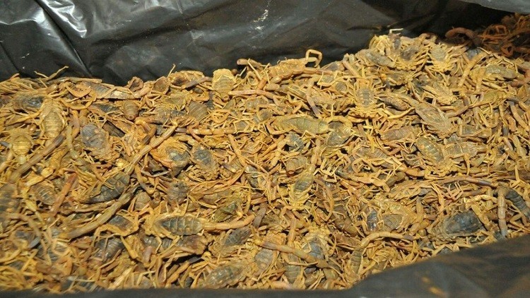 العقارب تغزو مطار الخرطوم (صور)