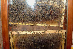 زراعة كربلاء  تفرز 927 كغم  من العسل من مناحل الشعب الزراعية لهذا العام