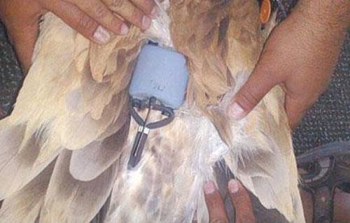 حزب الله "يقبض" على نسر يحمل أجهزة تجسس إسرائيلية.. والإندبندنت: مصر والسعودية وتركيا أبلغت عن طيور مماثلة