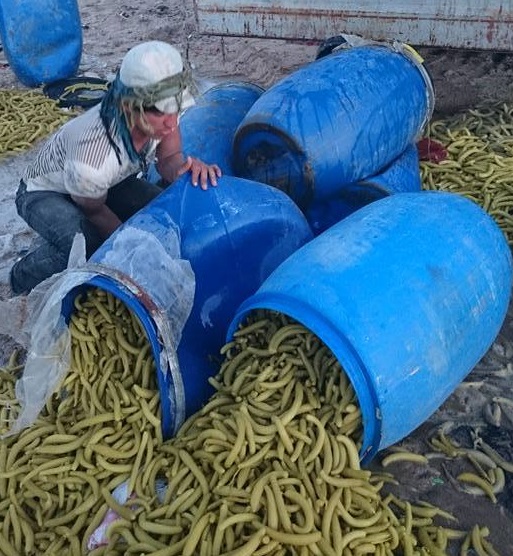 بالصور:اتلاف 144 طن من مادة الطرشي (المستورد) في كربلاء