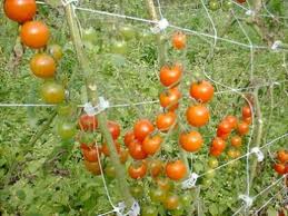 وزارة الزراعة:  كربلاء المقدسة  تنتج2500 طن يوميا من الطماطم