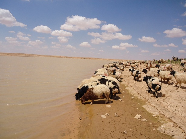 تقرير ينشر للمرة الاولى حول الحد من تأثير زحف الرمال وزيادة الرقعة الخضراء بالعراق