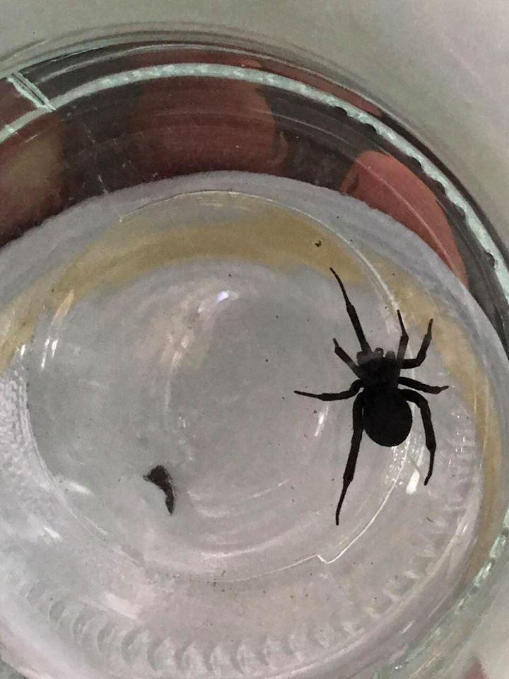 مواطنون في ناحية الحر بمحافظة كربلاء يبدون مخاوفهم من عناكب يعتقدون إنها (الأرملة السوداء) (صور)