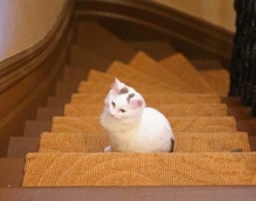 أستراليا تعلن الحرب على القطط