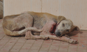 كربلاء :كلب مسعور يعض اكثر من 11 مواطنا ويتم نقلهم للمستشفى ويثير الهلع بين المواطنين