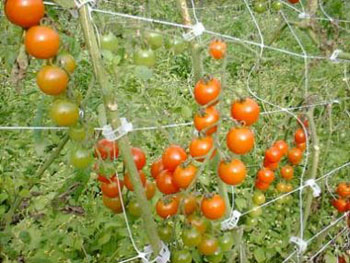 اعتراضات على رفع العلم القديم واتهامات وسباب متبادل بين ممثلي المجتمع المدني ومسؤولي الزراعة