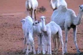 بيع (ناقة) بمليوني دولار.. وإماراتي يرفض 2.5 مليون ثمنًا لأخرى..