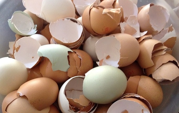 فوائد قشر البيض.. المعجزة التي لا يعلمها الناس !