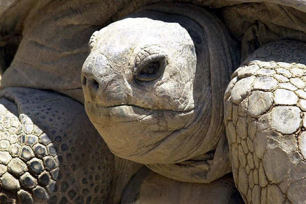 وفاة سلحفاة الملك فاروق عن عمر يناهز 270 عامًا.