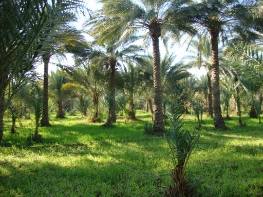 محافظة كربلاء المقدسة تمنع تفتيت البساتين الواقعة ضمن التصميم الاساسي لمدينة كربلاء