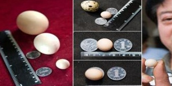 أصغر بيضة في العالم طولها 2 سم