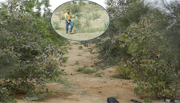 تشجير طريق (يا حسين) في كربلاء المقدسة وحفر بئرين ارتوازيين ضمن المشروع