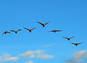 سبب تحليق الطيور المهاجرة على شكل حرف V