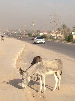 حمير سائبة في شوارع كربلاء (مصور)