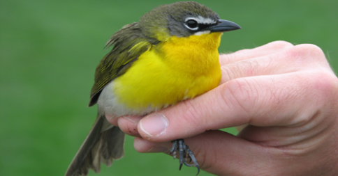 دراسة علمية : العصافير تتمتع بحاسة سادسة تمكنها من توقع العواصف