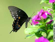 40 ألف دولار لتسمية فراشة جديدة