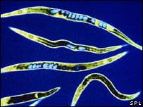 عقار مضاد للاكتئاب يمكن أن يطيل العمر