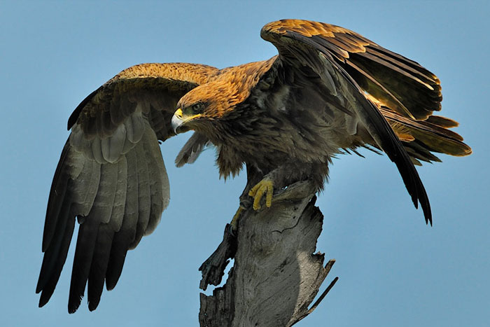 بيرو تستعين بالنسور لرصد إلقاء النفايات