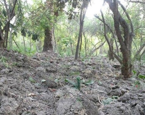 للعام الثاني على التوالي قطع مياه موسم الربيع عن بساتين مركز كربلاء (مصور)