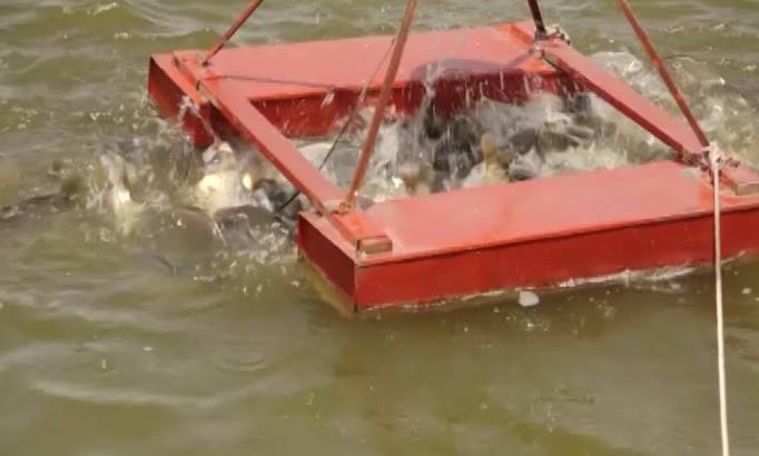 النجف بحيرات النجف الاصطناعية ترفد الاسواق بـ6000 طن من الاسماك