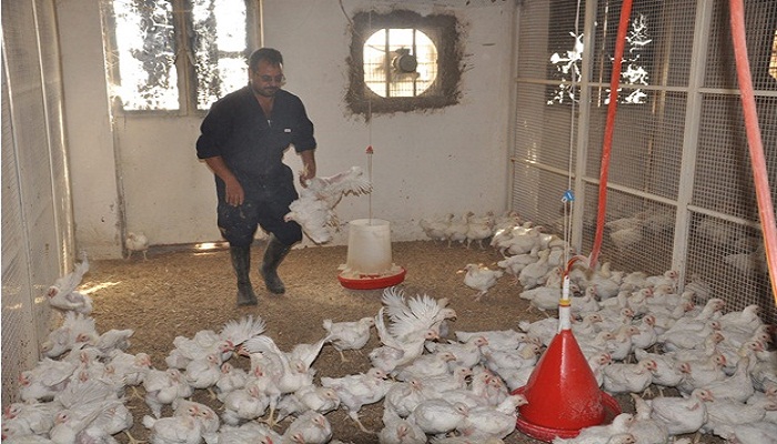 فروج اللحم الفرنسي قريبا في كربلاء