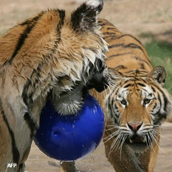 ناشطون أميركيون يحتجون على إرسال نمرين إلى حديقة الحيوانات في بغداد