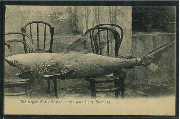 سمكة قرش تم اصطيادها من نهر دجلة عام 1924