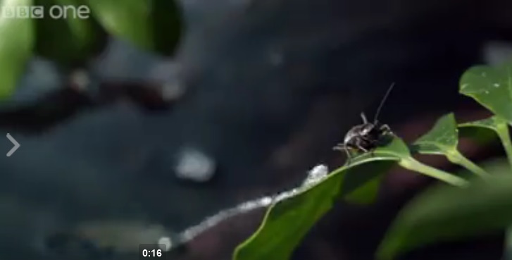 بالفيديو:سمكة تصوب فريستها بدقة خارج الماء لتلتهمها