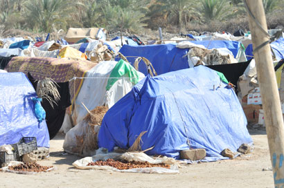 عوائل تفد صوب كربلاء وتسكن في اكواخ سعف النخيل ،ومخاوف من استغلالهم امنيا (مصور)