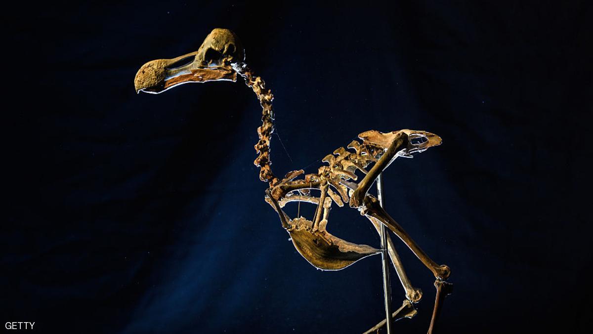 هيكل عظمي في مزاد.. والسعر نحو نصف مليون دولار